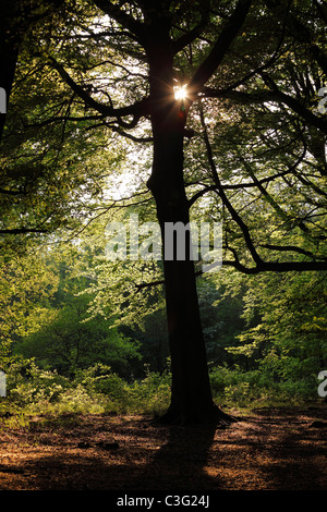 Silhouette d'arbre dans la lumière du soleil du printemps, England, UK Banque D'Images