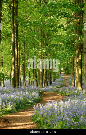 Bois de hêtre et de jacinthes des bois, à pied, England, UK Banque D'Images