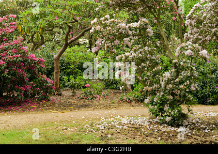 Les azalées et rhododendrons de printemps à Langley Country Park Iver Bucks UK Banque D'Images