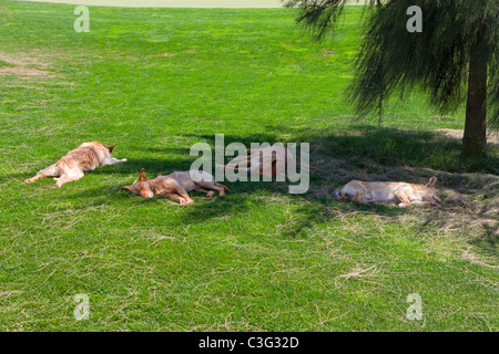 Les chiens dorment à l'ombre sous un arbre sur le terrain de golf à Albufeira, Algarve, Portugal Banque D'Images