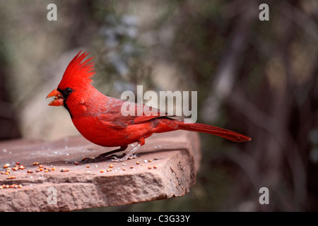 Cardinal rouge à l'alimentation des oiseaux en pierre table en Arizona Banque D'Images