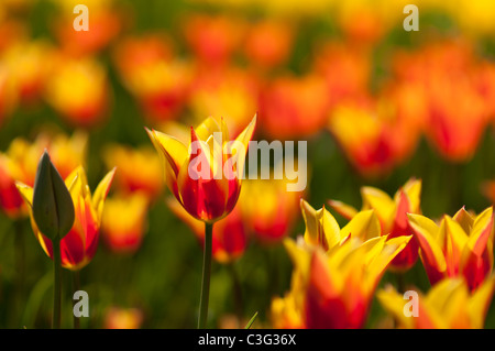 Tulipes fantaisie au Highland Park à Rochester NY USA. Banque D'Images