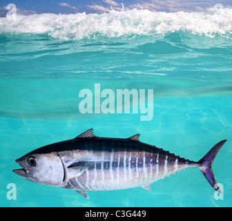 Poisson Thon rouge Thunnus thynnus éclairage sous-marin en mer Banque D'Images