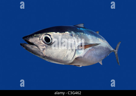 Poisson Thon rouge Thunnus thynnus isolé sur fond bleu Banque D'Images