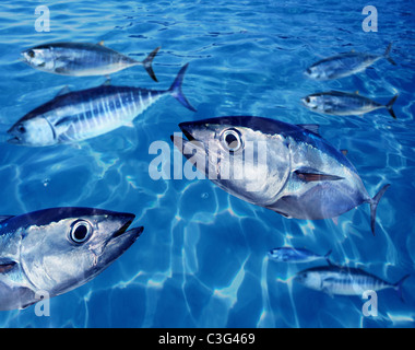 Poisson Thon rouge Thunnus thynnus sous l'école de natation de l'océan bleu Banque D'Images