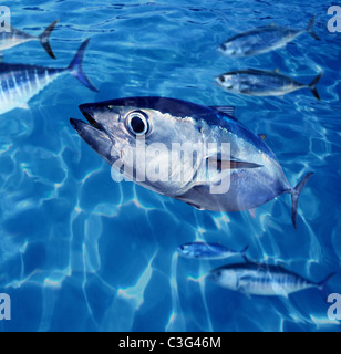 Poisson Thon rouge Thunnus thynnus sous l'école de natation de l'océan bleu Banque D'Images