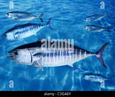 Poisson Thon rouge Thunnus thynnus sous l'école de natation de l'océan bleu Banque D'Images