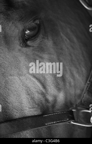 Close-up d'une tête de cheval en noir et blanc. Banque D'Images