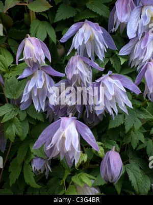 Clematis Macropetala Maidwell Hall Banque D'Images