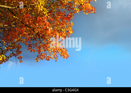 Automne Automne hêtre doré de feuilles d'arbres ciel bleu nuage orageux Banque D'Images