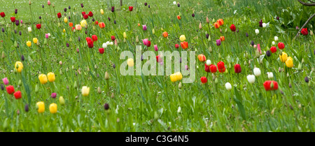 Les tulipes plantées par de l'herbe Banque D'Images