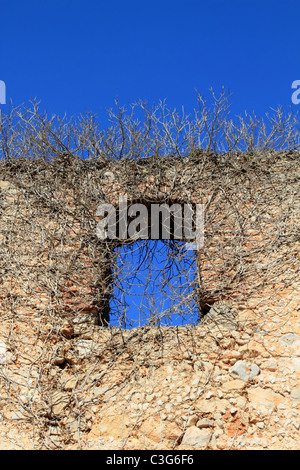 Ancien château mur fenêtre envahi par les plantes séchées Banque D'Images