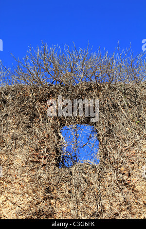 Ancien château mur fenêtre envahi par les plantes séchées Banque D'Images