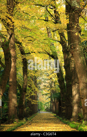 Le Ginkgo biloba arbres en automne, les couleurs dans le parc Terra Nostra. Furnas, Sao Miguel, Açores, Portugal. Banque D'Images