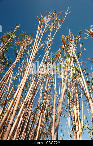 Giant reed (Arundo donax). Açores, Portugal Banque D'Images