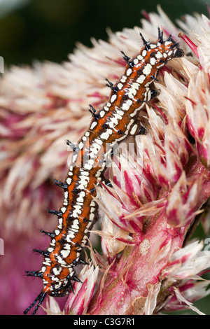 L'argynne panaché de Caterpillar (Euptoieta Claudia). Banque D'Images