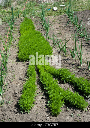 Haut de un lit de carottes plantées que rendre la forme d'une carotte dans la zone de démonstration pour les enfants de la ferme de pois Missoula, MT Banque D'Images