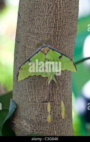 African moon moth (Argema mimosae). Banque D'Images