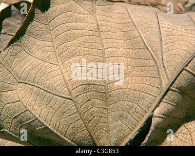 Feuilles de teck à sec, Tectona grandis L F , Verbenaceae, Jati Banque D'Images