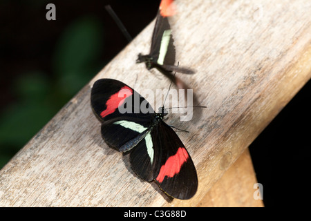 Petit postman butterfly (Heliconius erato), les hommes (en vol) et femelle (au repos) Banque D'Images