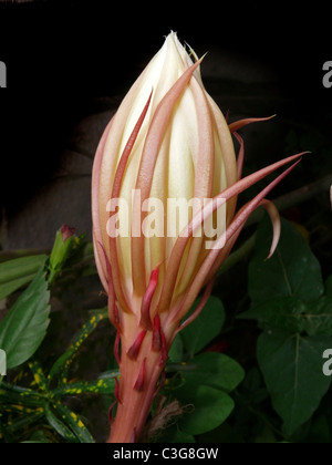 Fleur de Dutchman's pipe, Cactus Orchidée, Hylocereus undatus Banque D'Images