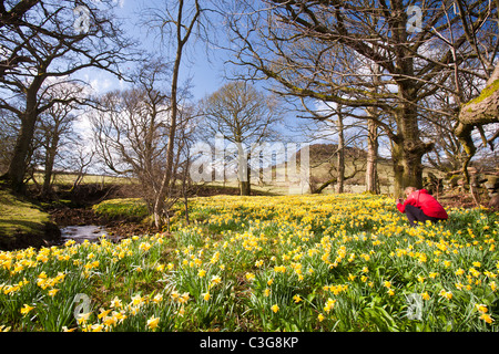 La floraison des jonquilles sauvages dans la région de Rosedale, dans le North York Moors, Yorkshire, UK. Banque D'Images