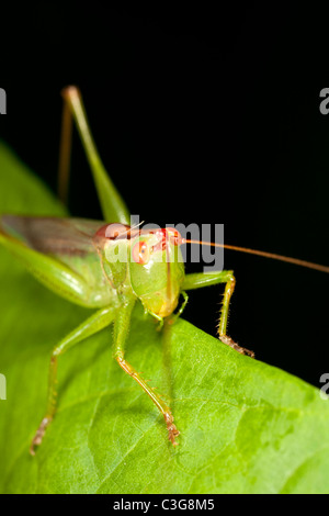 Pré commun Katydid (Orchelimum vulgare) Banque D'Images