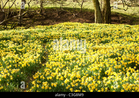 La floraison des jonquilles sauvages dans la région de Rosedale, dans le North York Moors, Yorkshire, UK. Banque D'Images