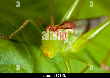 Pré commun Katydid (Orchelimum vulgare) Banque D'Images