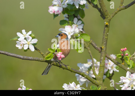 Chaffinch Fringilla coelebs mâle sur l'apple tree avec fleur de printemps Banque D'Images