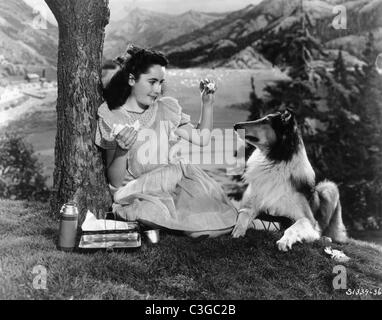 Courage de Lassie Année : 1946 USA Elysabeth Taylor, Frank Morgan Directeur Fred M. Wilcox Banque D'Images