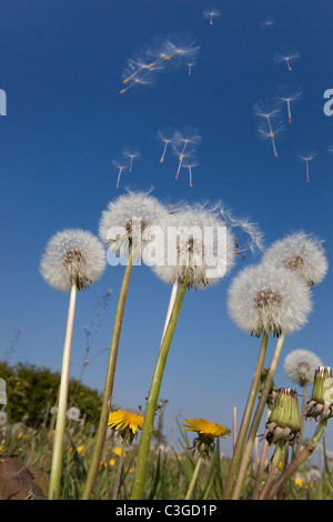 Taxaxacum le pissenlit officinal dans le vent des semences Banque D'Images