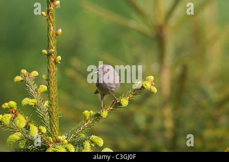 La Haie Sparrow ou nid Prunella modularis Banque D'Images