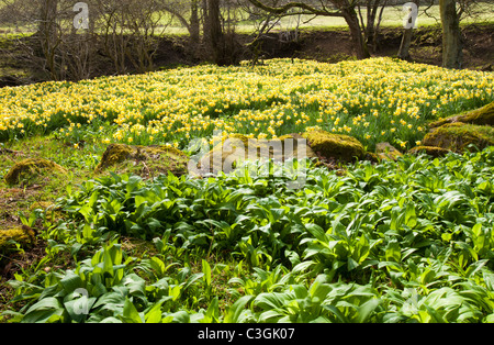 La floraison des jonquilles sauvages et de l'ail sauvage dans la région de Rosedale, dans le North York Moors, Yorkshire, UK. Banque D'Images