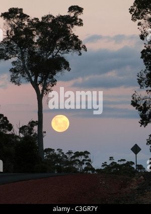 Pleine Lune et eucalyptus dans la lumière du soir, le sud-ouest de l'Australie Banque D'Images