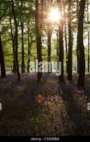 Sunburst à travers des arbres, [bluebell wood], England, UK Banque D'Images