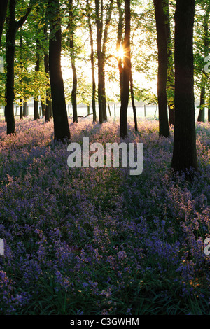 Coucher du soleil en bois bluebell [], England, UK Banque D'Images