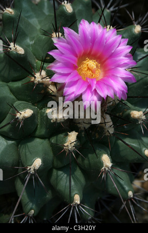 Fleur de Cactus Rose Banque D'Images