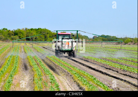 Agriculteur sur le tracteur de la pulvérisation d'engrais de pesticides sur les cultures de légumes Banque D'Images