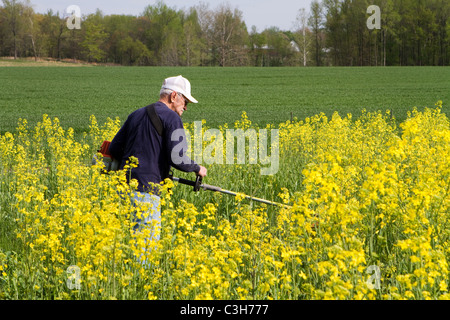 Personnes âgées Senior citizen homme utilise un weed eater machine pour couper un champ de chicorée de floraison sur les terres agricoles. Banque D'Images