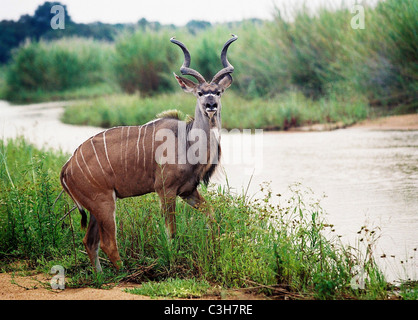 Grand koudou (Tragelaphus strepsiceros) Mala mala Afrique du Sud Kruger Banque D'Images