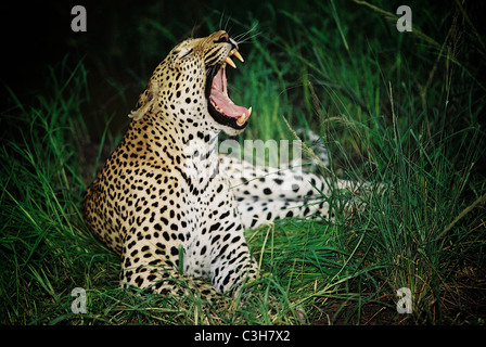 Panthera pardus léopard mala Mala bâillements Afrique du Sud Kruger Banque D'Images