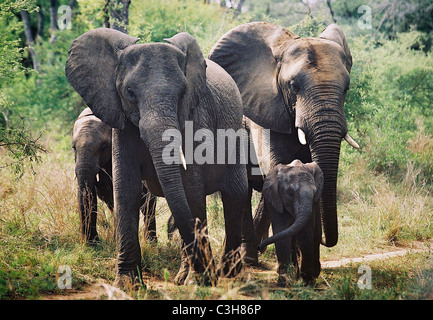 Troupeau d'éléphants d'Afrique Loxodonta africana de l'Afrique du Sud Kruger mala Mala