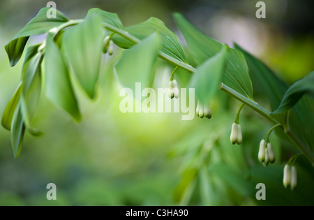 Sceau de Salomon - Polygonatum Banque D'Images