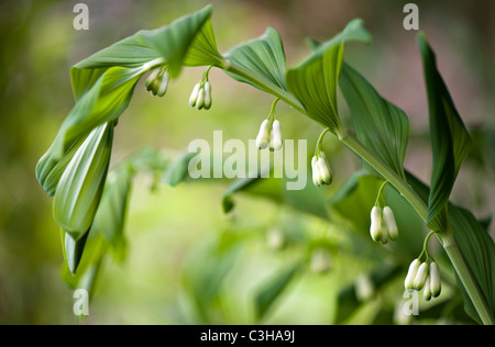 Sceau de Salomon - Polygonatum Banque D'Images