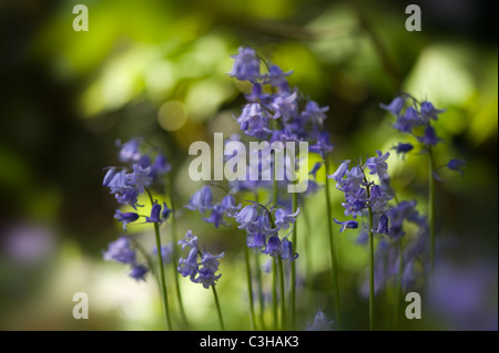 English Bluebells - Hyacinthoides non-scripta Banque D'Images