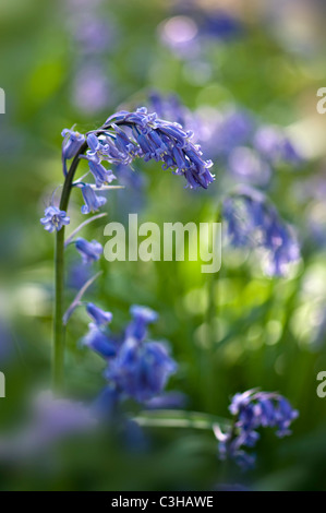 English Bluebells - Hyacinthoides non-scripta Banque D'Images