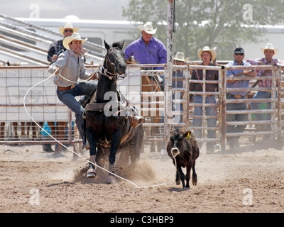 Concours de veaux au lasso au rodéo annuel tenu à Socorro, Nouveau Mexique, USA. Banque D'Images