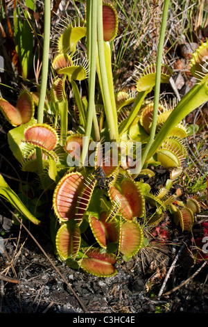 Noir l'Est Lubber Grasshopper coincé à l'intérieur des feuilles Dionée Dionaea muscipula sauvage photographié dans le sud-est des Etats-Unis Banque D'Images