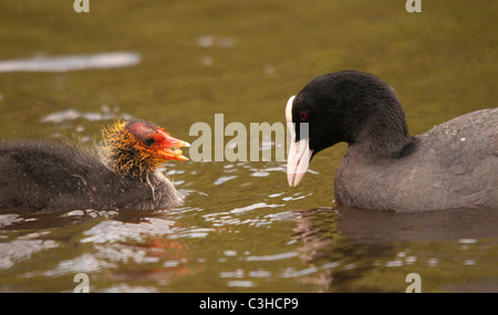 Adulte et coq se nourrissant sur l'étang, Angleterre Banque D'Images